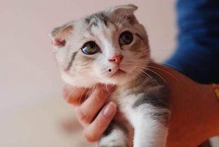 小猫皮希的知识时间