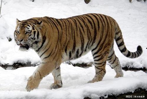 东北虎哥遇上乡村小辣椒,激情碰撞演绎别样人生